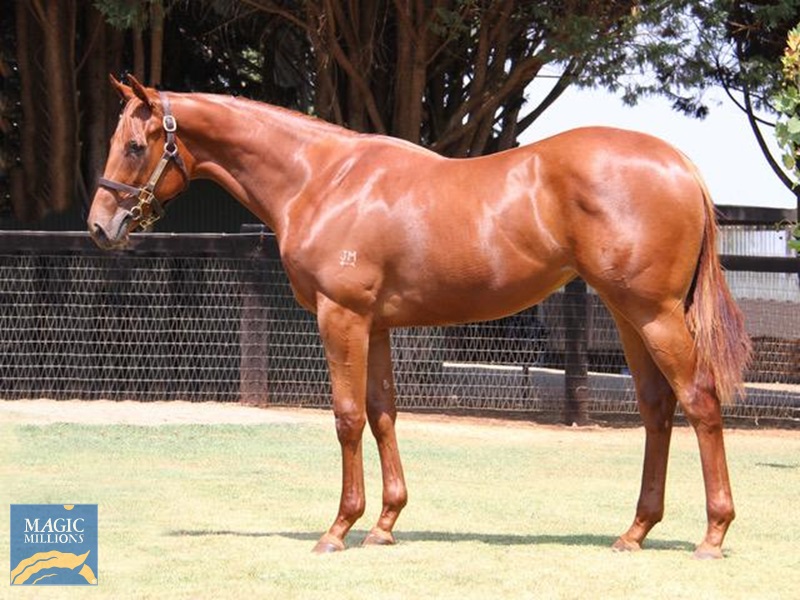 2020 Gold Coast Yearling Sale Lot 469 American Pharoah (USA